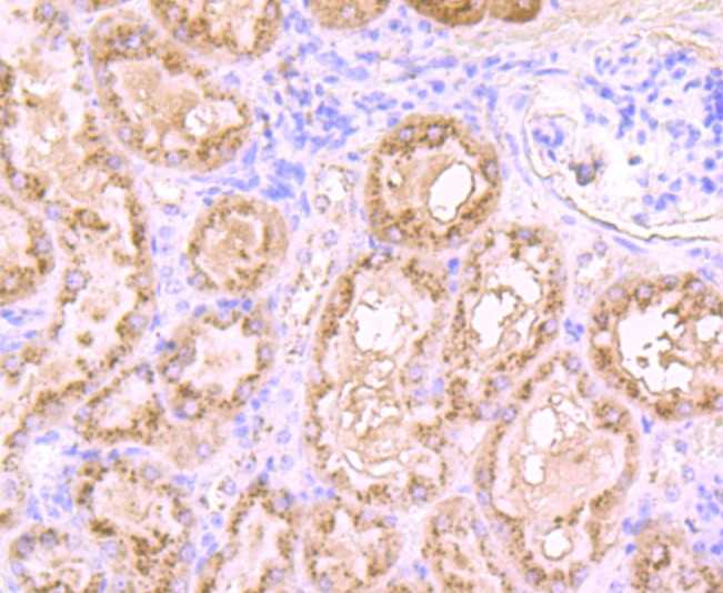 Immunohistochemical analysis of paraffin-embedded mouse kidney tissue using anti-L-FABP antibody. Counter stained with hematoxylin.