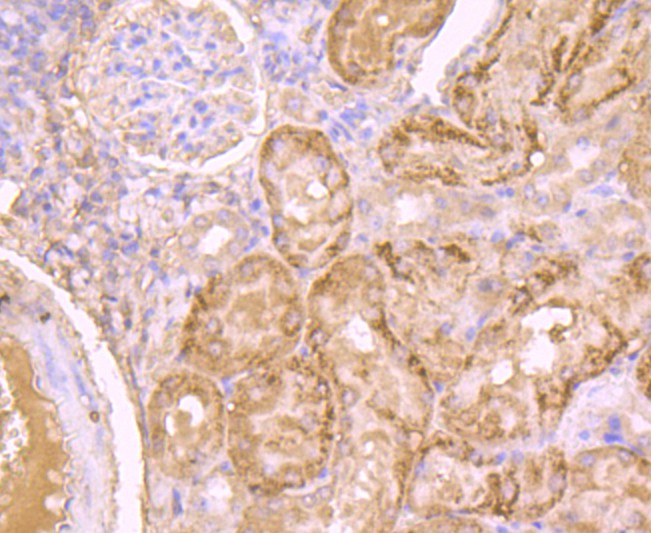 Immunohistochemical analysis of paraffin-embedded mouse kidney tissue using anti-L-FABP antibody. Counter stained with hematoxylin.