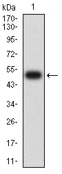 CHRND Mouse Monoclonal Antibody [1H1F9]