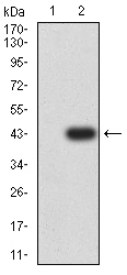 Western blot analysis of <a href="/products/EM1710-93" style="font-weight: bold;text-decoration: underline;">EM1710-93</a> against HEK293 (1) and CD203C (AA: extra 45-163)-hIgGFc transfected HEK293 (2) cell lysate.Proteins were transferred to a PVDF membrane and blocked with 5% BSA in PBS for 1 hour at room temperature. The primary antibody (<a href="/products/EM1710-93" style="font-weight: bold;text-decoration: underline;">EM1710-93</a>, 1/500) was used in 5% BSA at room temperature for 2 hours. Goat Anti-Mouse IgG - HRP Secondary Antibody at 1:5,000 dilution was used for 1 hour at room temperature.