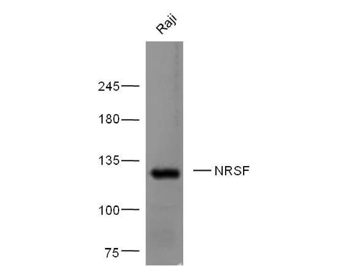 Sample: Raji Cell Lysate at 40 ug <br />  Primary: Anti- NRSF (<a href="/products/ER1914-14" style="font-weight: bold;text-decoration: underline;">ER1914-14</a>) at 1/300 dilution <br />   Secondary: Goat Anti-Rabbit IgG at 1/20000 dilution <br />  Predicted band size: 121 kD <br />  Observed band size: 121 kD <br />