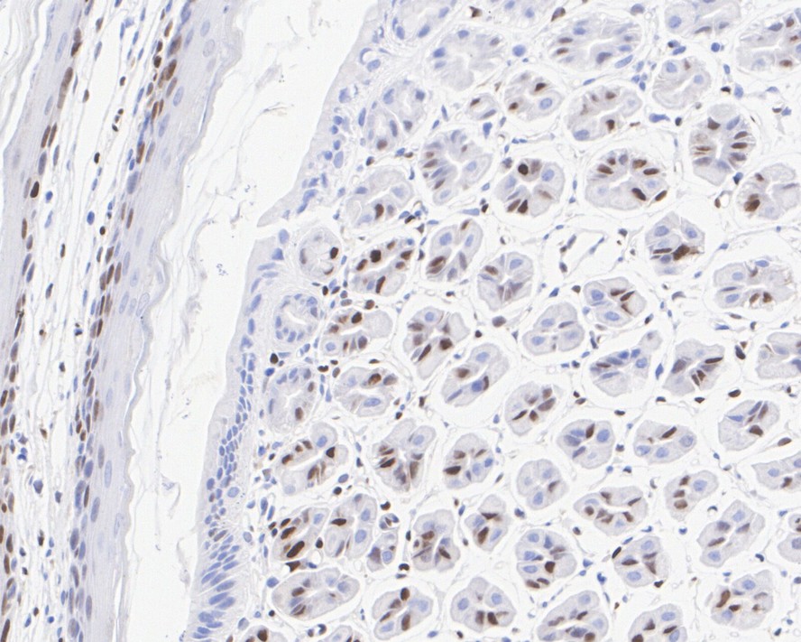 Immunohistochemical analysis of paraffin-embedded mouse stomach tissue with Rabbit anti-Cyclin D1 antibody (<a href="/products/ET1601-31" style="font-weight: bold;text-decoration: underline;">ET1601-31</a>) at 1/1,000 dilution.<br /><br />The section was pre-treated using heat mediated antigen retrieval with sodium citrate buffer (pH 6.0) for 2 minutes. The tissues were blocked in 1% BSA for 20 minutes at room temperature, washed with ddH<sub>2</sub>O and PBS, and then probed with the primary antibody (<a href="/products/ET1601-31" style="font-weight: bold;text-decoration: underline;">ET1601-31</a>) at 1/1,000 dilution for 1 hour at room temperature. The detection was performed using an HRP conjugated compact polymer system. DAB was used as the chromogen. Tissues were counterstained with hematoxylin and mounted with DPX.