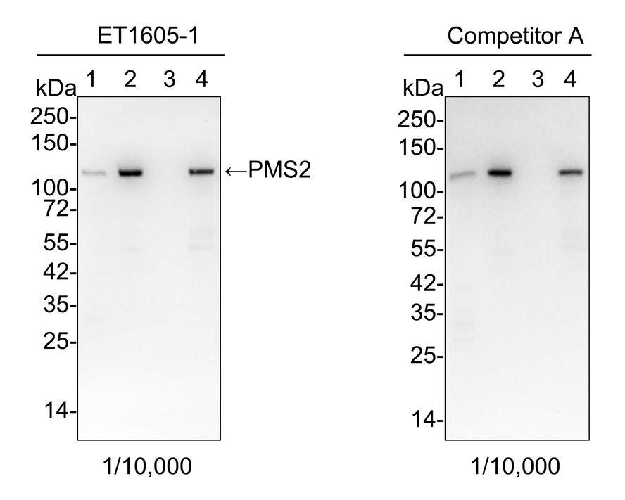 Western blot analysis of PMS2 on different lysates with Rabbit anti-PMS2 antibody (<a href="/products/ET1605-1" style="font-weight: bold;text-decoration: underline;">ET1605-1</a>) at 1/10,000 dilution and competitor's antibody at 1/10,000 dilution.<br /><br />Lane 1: HeLa cell lysate (20 µg/Lane)<br />Lane 2: Jurkat cell lysate (20 µg/Lane)<br />Lane 3: HCT 116 cell lysate (negative) (20 µg/Lane)<br />Lane 4: HepG2 cell lysate (20 µg/Lane)<br /><br />Predicted band size: 96 kDa<br />Observed band size: 120 kDa<br /><br />Exposure time: 3 minutes;<br /><br />4-20% SDS-PAGE gel.<br /><br />Proteins were transferred to a PVDF membrane and blocked with 5% NFDM/TBST for 1 hour at room temperature. The primary antibody (<a href="/products/ET1605-1" style="font-weight: bold;text-decoration: underline;">ET1605-1</a>) at 1/10,000 dilution and competitor's antibody at 1/10,000 dilution were used in 5% NFDM/TBST at 4℃ overnight. Goat Anti-Rabbit IgG - HRP Secondary Antibody (<a href="/products/HA1001" style="font-weight: bold;text-decoration: underline;">HA1001</a>) at 1:50,000 dilution was used for 1 hour at room temperature.