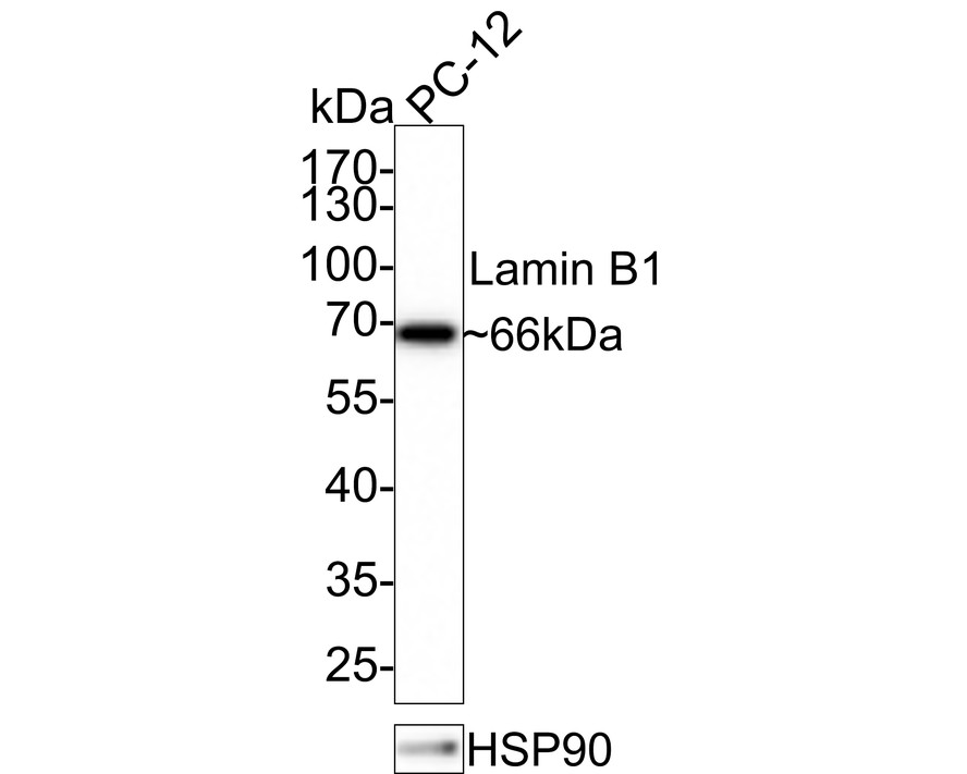 Western blot analysis of Lamin B1 on PC-12 cell lysates with Rabbit anti-Lamin B1 antibody (<a href="/products/ET1606-27" style="font-weight: bold;text-decoration: underline;">ET1606-27</a>) at 1/1,000 dilution.<br /><br />Lysates/proteins at 10 µg/Lane.<br /><br />Predicted band size: 66 kDa<br />Observed band size: 66 kDa<br /><br />Exposure time: 1 minute;<br /><br />10% SDS-PAGE gel.<br /><br />Proteins were transferred to a PVDF membrane and blocked with 5% NFDM/TBST for 1 hour at room temperature. The primary antibody (<a href="/products/ET1606-27" style="font-weight: bold;text-decoration: underline;">ET1606-27</a>) at 1/1,000 dilution was used in 5% NFDM/TBST at room temperature for 2 hours. Goat Anti-Rabbit IgG - HRP Secondary Antibody (<a href="/products/HA1001" style="font-weight: bold;text-decoration: underline;">HA1001</a>) at 1:100,000 dilution was used for 1 hour at room temperature.