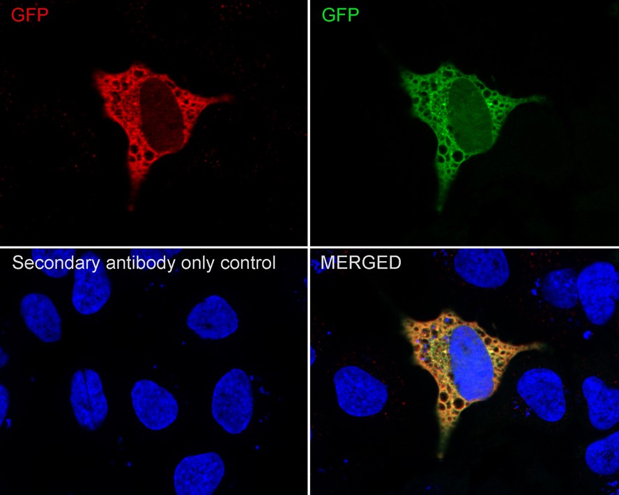 Immunocytochemistry analysis of HeLa cells transfected with N-terminal GFP labeling GFP with Rabbit anti-GFP antibody (<a href="/products/ET1607-31" style="font-weight: bold;text-decoration: underline;">ET1607-31</a>) at 1/500 dilution.<br /><br />Cells were fixed in 4% paraformaldehyde for 20 minutes at room temperature, permeabilized with 0.1% Triton X-100 in PBS for 5 minutes at room temperature, then blocked with 1% BSA in 10% negative goat serum for 1 hour at room temperature. Cells were then incubated with Rabbit anti-GFP antibody (<a href="/products/ET1607-31" style="font-weight: bold;text-decoration: underline;">ET1607-31</a>) at 1/500 dilution in 1% BSA in PBST overnight at 4 ℃. Goat Anti-Rabbit IgG H&L (iFluor&trade; 594, <a href="/products/HA1122" style="font-weight: bold;text-decoration: underline;">HA1122</a>) was used as the secondary antibody at 1/1,000 dilution. PBS instead of the primary antibody was used as the secondary antibody only control. Counterstained with GFP (green). Nuclear DNA was labelled in blue with DAPI.