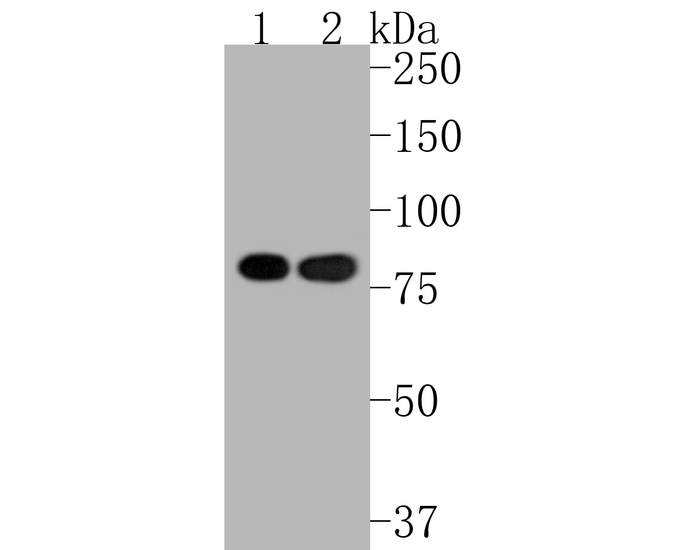 Ku80 Recombinant Rabbit Monoclonal Antibody [SC06-14]