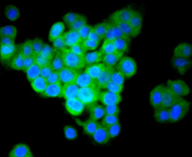 ICC staining of IRF7 in PC-12 cells (green). Formalin fixed cells were permeabilized with 0.1% Triton X-100 in TBS for 10 minutes at room temperature and blocked with 1% Blocker BSA for 15 minutes at room temperature. Cells were probed with the primary antibody (<a href="/products/ET1610-89" style="font-weight: bold;text-decoration: underline;">ET1610-89</a>, 1/50) for 1 hour at room temperature, washed with PBS. Alexa Fluor&reg;488 Goat anti-Rabbit IgG was used as the secondary antibody at 1/1,000 dilution. The nuclear counter stain is DAPI (blue).