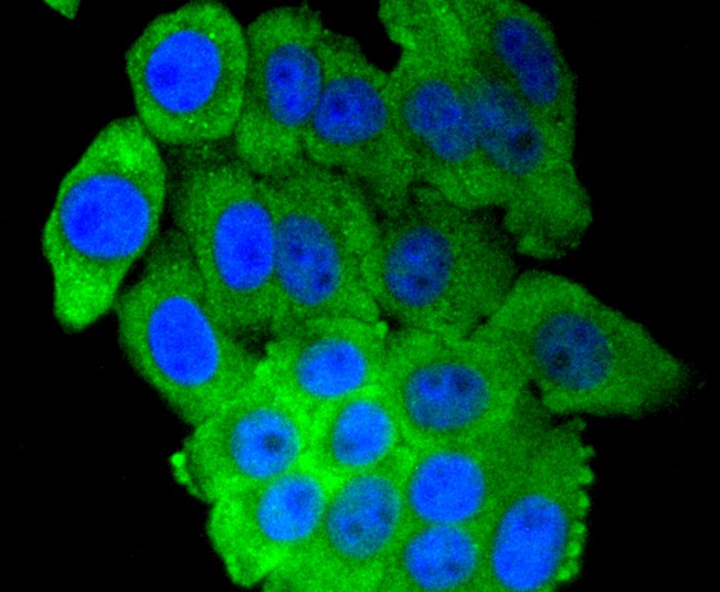 ICC staining of IRF7 in HepG2 cells (green). Formalin fixed cells were permeabilized with 0.1% Triton X-100 in TBS for 10 minutes at room temperature and blocked with 1% Blocker BSA for 15 minutes at room temperature. Cells were probed with the primary antibody (<a href="/products/ET1610-89" style="font-weight: bold;text-decoration: underline;">ET1610-89</a>, 1/50) for 1 hour at room temperature, washed with PBS. Alexa Fluor&reg;488 Goat anti-Rabbit IgG was used as the secondary antibody at 1/1,000 dilution. The nuclear counter stain is DAPI (blue).
