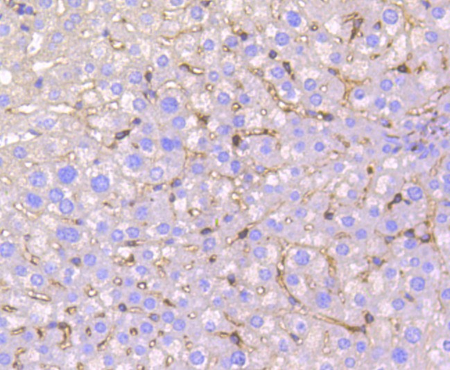 Immunohistochemical analysis of paraffin-embedded mouse liver tissue using anti-IRF7 antibody. The section was pre-treated using heat mediated antigen retrieval with Tris-EDTA buffer (pH 8.0-8.4) for 20 minutes.The tissues were blocked in 5% BSA for 30 minutes at room temperature, washed with ddH<sub>2</sub>O and PBS, and then probed with the primary antibody (<a href="/products/ET1610-89" style="font-weight: bold;text-decoration: underline;">ET1610-89</a>, 1/50) for 30 minutes at room temperature. The detection was performed using an HRP conjugated compact polymer system. DAB was used as the chromogen. Tissues were counterstained with hematoxylin and mounted with DPX.
