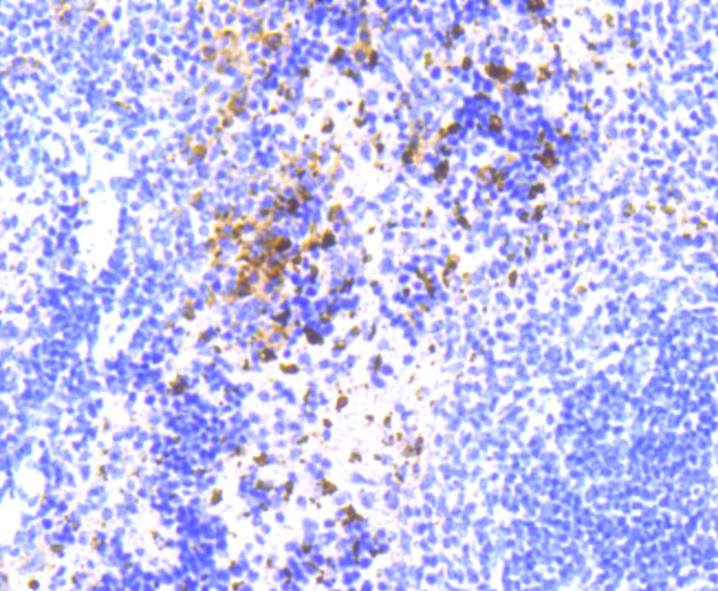 Immunohistochemical analysis of paraffin-embedded mouse spleen tissue using anti-NLRP3 antibody. The section was pre-treated using heat mediated antigen retrieval with Tris-EDTA buffer (pH 9.0) for 20 minutes.The tissues were blocked in 1% BSA for 30 minutes at room temperature, washed with ddH<sub>2</sub>O and PBS, and then probed with the primary antibody (<a href="/products/ET1610-93" style="font-weight: bold;text-decoration: underline;">ET1610-93</a>, 1/50) for 30 minutes at room temperature. The detection was performed using an HRP conjugated compact polymer system. DAB was used as the chromogen. Tissues were counterstained with hematoxylin and mounted with DPX.
