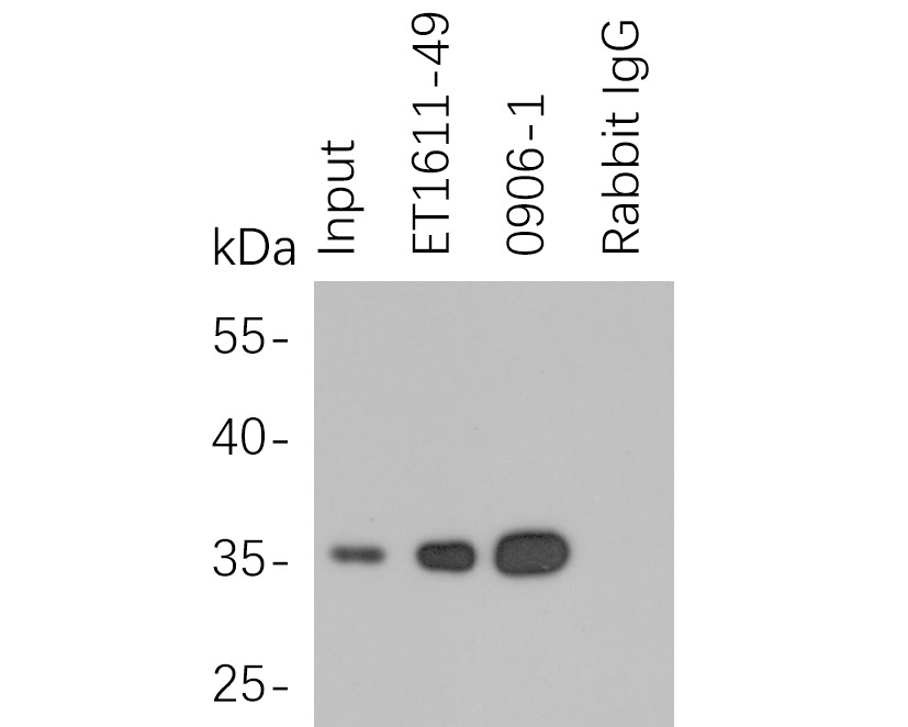 HA tag was immunoprecipitated in 5µg C terminal HA Tag fusion protein lysate with <a href="/products/ET1611-49" style="font-weight: bold;text-decoration: underline;">ET1611-49</a> at 2 µg/20 µl agarose. Western blot was performed from the immunoprecipitate using M1008-1 at 1/1,000 dilution. Anti-Mouse IgG - HRP Secondary Antibody (<a href="/products/HA1006" style="font-weight: bold;text-decoration: underline;">HA1006</a>) at 1:20,000 dilution was used for 60 mins at room temperature.<br /><br />Lane 1: HA Tag fusion protein lysate (input).<br />Lane 2: <a href="/products/ET1611-49" style="font-weight: bold;text-decoration: underline;">ET1611-49</a> IP in HA Tag fusion protein lysate.<br />Lane 3: <a href="/products/0906-1" style="font-weight: bold;text-decoration: underline;">0906-1</a> IP in HA Tag fusion protein lysate.<br />Lane 4: Rabbit IgG instead of <a href="/products/ET1611-49" style="font-weight: bold;text-decoration: underline;">ET1611-49</a> in HA Tag fusion protein lysate.<br /><br />Blocking/Dilution buffer: 5% NFDM/TBST