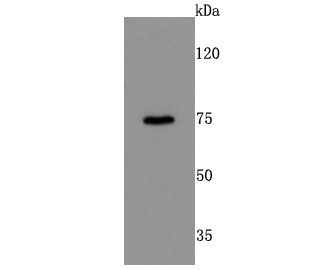 DRD1 Recombinant Rabbit Monoclonal Antibody [JM10-93]