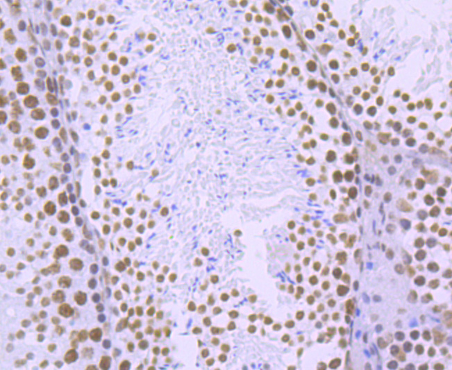 Immunohistochemical analysis of paraffin-embedded mouse testis tissue using anti-Phospho-POLR2A (S2) antibody. The section was pre-treated using heat mediated antigen retrieval with sodium citrate buffer (pH 6.0) for 20 minutes. The tissues were blocked in 1% BSA for 30 minutes at room temperature, washed with ddH<sub>2</sub>O and PBS, and then probed with the primary antibody (<a href="/products/ET1703-86" style="font-weight: bold;text-decoration: underline;">ET1703-86</a>, 1/50)  for 30 minutes at room temperature. The detection was performed using an HRP conjugated compact polymer system. DAB was used as the chromogen. Tissues were counterstained with hematoxylin and mounted with DPX.