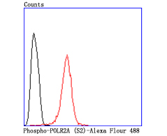 Flow cytometric analysis of Phospho-POLR2A (S2) was done on Hela cells. The cells were fixed, permeabilized and stained with the primary antibody (<a href="/products/ET1703-86" style="font-weight: bold;text-decoration: underline;">ET1703-86</a>, 1/50) (red). After incubation of the primary antibody at room temperature for an hour, the cells were stained with a Alexa Fluor&reg;488 conjugate-Goat anti-Rabbit IgG Secondary antibody at 1/1,000 dilution for 30 minutes.Unlabelled sample was used as a control (cells without incubation with primary antibody; black).