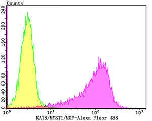 Flow cytometric analysis of K562 cells with KAT8 antibody at 1/100 dilution (yellow) compared with an unlabelled control (cells without incubation with primary antibody; purple).Alexa Fluor 488-conjugated goat anti-rabbit IgG was used as the secondary antibody.