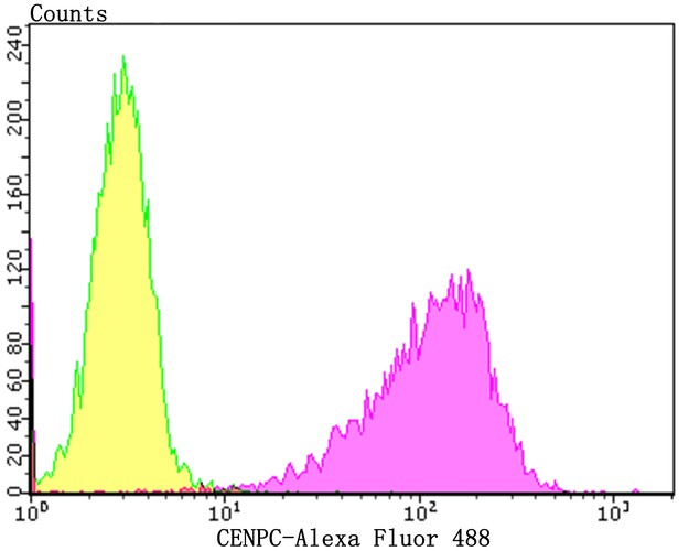 Flow cytometric analysis of CENPC was done on Hela cells. The cells were fixed, permeabilized and stained with the primary antibody (<a href="/products/ET7108-24" style="font-weight: bold;text-decoration: underline;">ET7108-24</a>, 1/50) (purple). After incubation of the primary antibody at room temperature for an hour, the cells were stained with a Alexa Fluor 488-conjugated Goat anti-Rabbit IgG Secondary antibody at 1/1000 dilution for 30 minutes.Unlabelled sample was used as a control (cells without incubation with primary antibody; yellow).