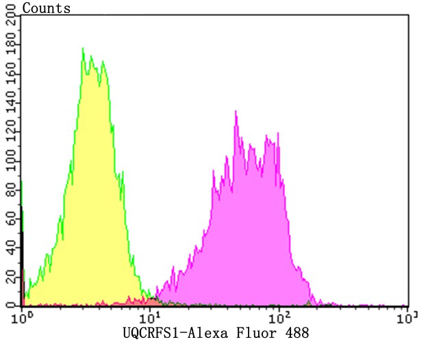 Flow cytometric analysis of UQCRFS1 was done on A549 cells. The cells were fixed, permeabilized and stained with the primary antibody (<a href="/products/ET7108-28" style="font-weight: bold;text-decoration: underline;">ET7108-28</a>, 1/50) (purple). After incubation of the primary antibody at room temperature for an hour, the cells were stained with a Alexa Fluor&reg;488 conjugate-Goat anti-Rabbit IgG Secondary antibody at 1/1,000 dilution for 30 minutes.Unlabelled sample was used as a control (cells without incubation with primary antibody; yellow).