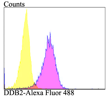 Flow cytometric analysis of A549 cells with DDB2 antibody at 1/100 dilution (purple) compared with an unlabelled control (cells without incubation with primary antibody; yellow).  Alexa Fluor 488-conjugated goat anti-rabbit IgG was used as the secondary antibody.