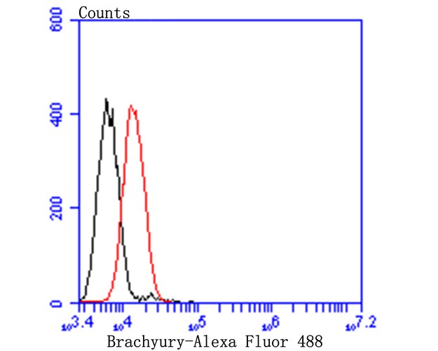 Flow cytometric analysis of Brachyury / Bry was done on A549 cells. The cells were fixed, permeabilized and stained with the primary antibody (<a href="/products/ET7109-35" style="font-weight: bold;text-decoration: underline;">ET7109-35</a>, 1/50) (red). After incubation of the primary antibody at room temperature for an hour, the cells were stained with a Alexa Fluor 488-conjugated Goat anti-Rabbit IgG Secondary antibody at 1/1,000 dilution for 30 minutes.Unlabelled sample was used as a control (cells without incubation with primary antibody; black).