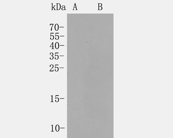 The Cross-reactions of the secondary antibody (<a href="/products/HA1005" style="font-weight: bold;text-decoration: underline;">HA1005</a>) with Mouse IgG and Rabbit IgG.<br />Western blot analysis of Rabbit anti-Goat IgG on different lysates. Proteins were transferred to a PVDF membrane and blocked with 5% BSA in PBS for 1 hour at room temperature. Rabbit anti Goat IgG-HRP Secondary Antibody (<a href="/products/HA1005" style="font-weight: bold;text-decoration: underline;">HA1005</a>) at 1:5,000 dilution was used for 2 hour at room temperature.<br />Positive control: <br />Lane A: Mouse IgG<br />Lane B: Rabbit IgG