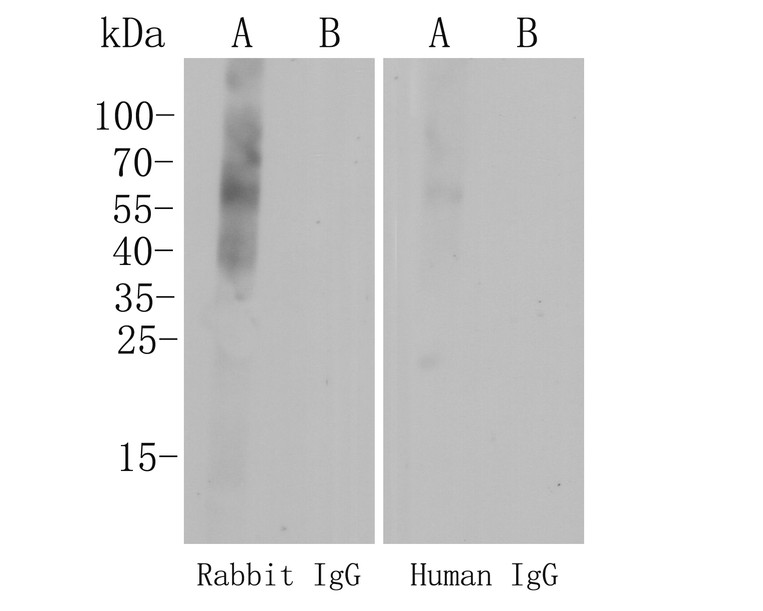 The Cross-reactions of the secondary antibody (<a href="/products/HA1006" style="font-weight: bold;text-decoration: underline;">HA1006</a>) with Rabbit IgG and Human IgG.<br />Proteins were transferred to a PVDF membrane and blocked with 5% BSA in PBS for 1 hour at room temperature. Goat anti-mouse IgG -HRP (<a href="/products/HA1006" style="font-weight: bold;text-decoration: underline;">HA1006</a>) was used for 1 hour at room temperature at 1:5,000 (Lane A) and 1:10,000 (Lane B).<br />Exposure time: 2 minutes