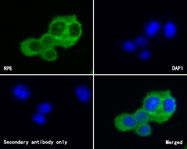 ICC staining of RPE in SH-SY5Y cells (green). Methanol fixed cells were blocked with 10% negative goat serum for 15 minutes at room temperature. Cells were probed with the primary antibody (<a href="/products/HA500234" style="font-weight: bold;text-decoration: underline;">HA500234</a>, 1/50) for 1 hour at room temperature, washed with PBS. Alexa Fluor&reg;488 conjugate-Goat anti-Rabbit IgG was used as the secondary antibody at 1/1,000 dilution. The nuclear counter stain is DAPI (blue).