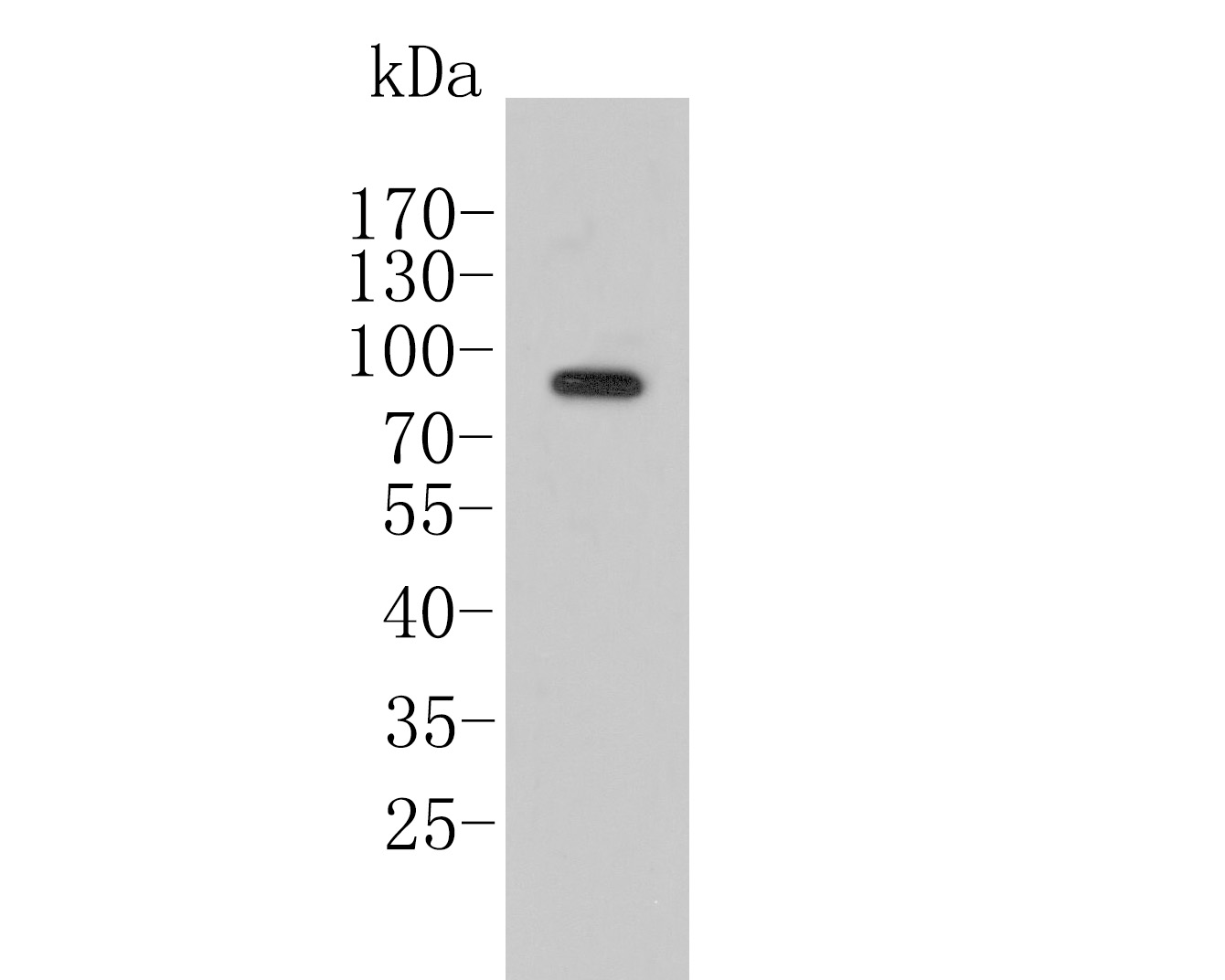 Western blot analysis of CCNT1 on HL-60 cell lysate. Proteins were transferred to a PVDF membrane and blocked with 5% BSA in PBS for 1 hour at room temperature. The primary antibody (<a href="/products/HA500313" style="font-weight: bold;text-decoration: underline;">HA500313</a>, 1/500) was used in 5% BSA at room temperature for 2 hours. Goat Anti-Rabbit IgG - HRP Secondary Antibody (<a href="/products/HA1001" style="font-weight: bold;text-decoration: underline;">HA1001</a>) at 1:200,000 dilution was used for 1 hour at room temperature.