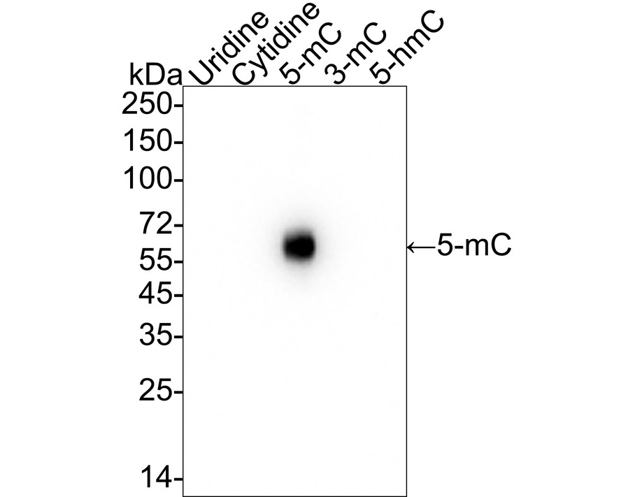 5-methylcytosine (5-mC) Recombinant Mouse Monoclonal Antibody [PSH06-07] - image 1