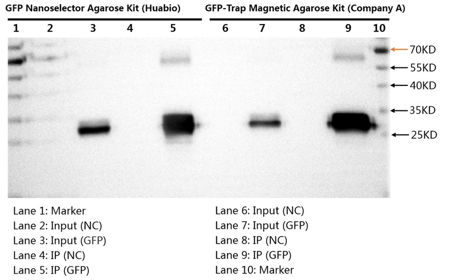 Immunoprecipitate in recombinant fusion of GFP protein with GFP Nanoselector Agarose Kit.
