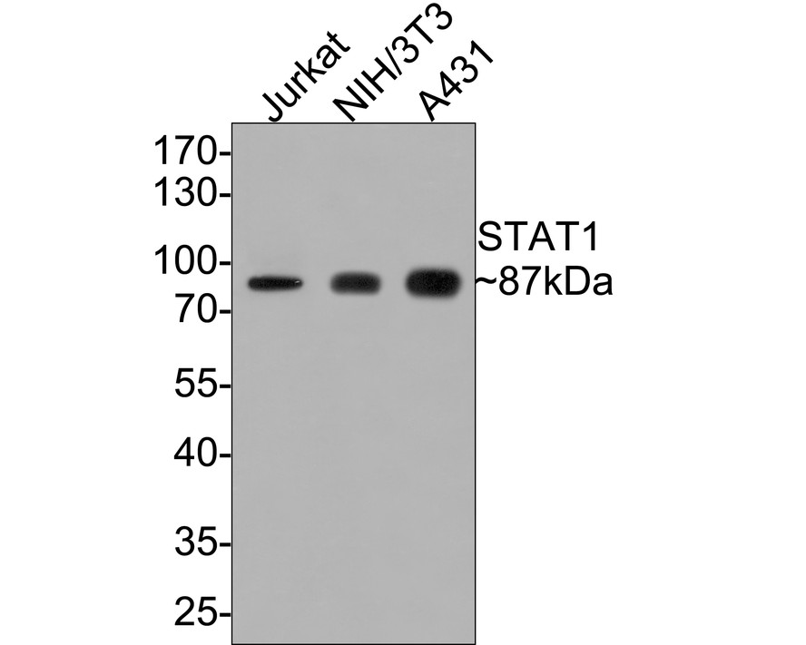 Stat Antibody Sampler Kit