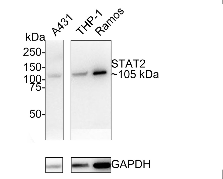 Stat Antibody Sampler Kit