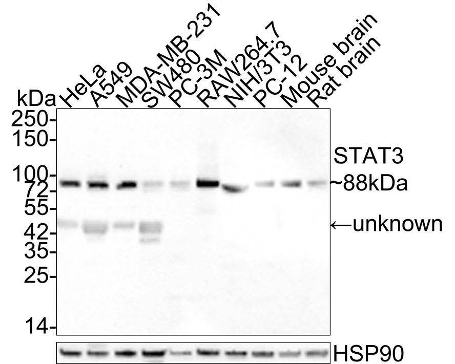 Stat Antibody Sampler Kit