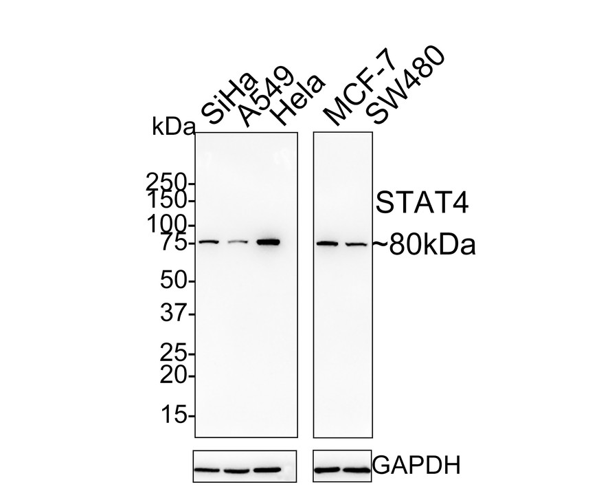 Stat Antibody Sampler Kit