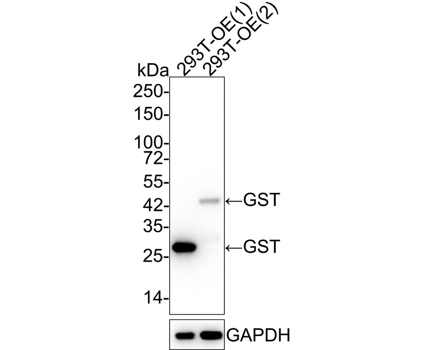 Epitope Tag Antibody Sampler Kit