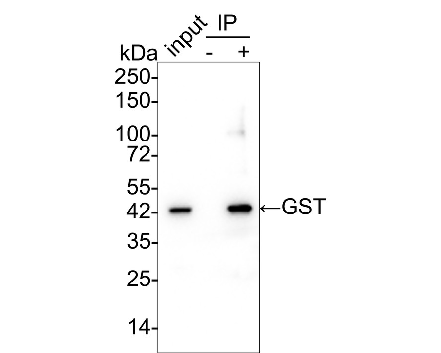 Epitope Tag Antibody Sampler Kit