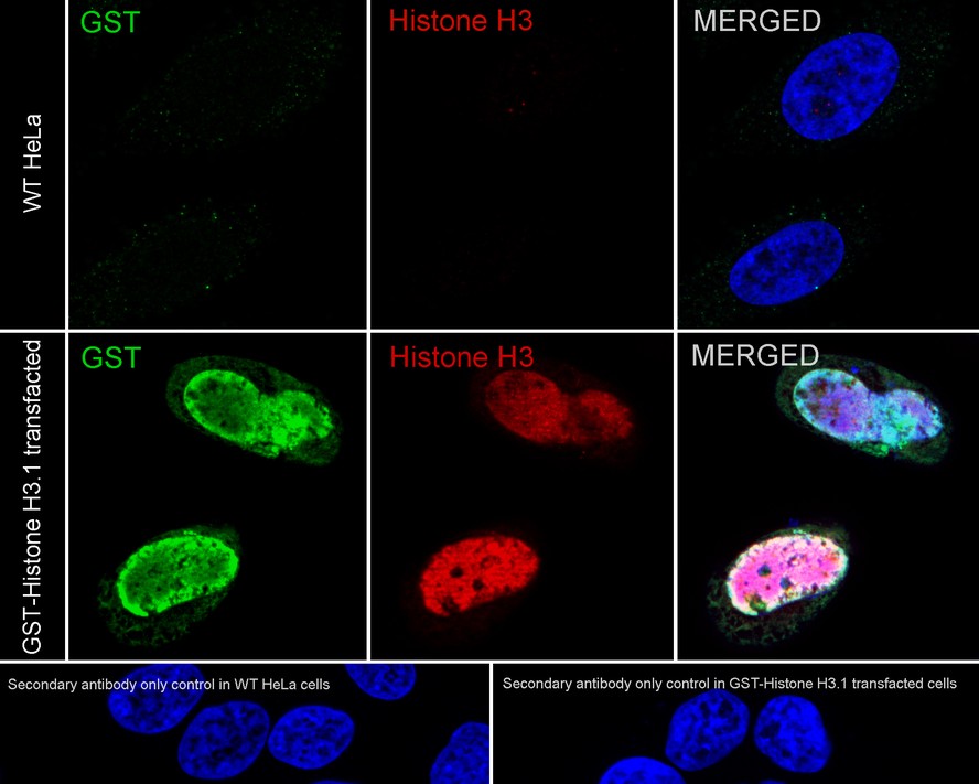 Epitope Tag Antibody Sampler Kit