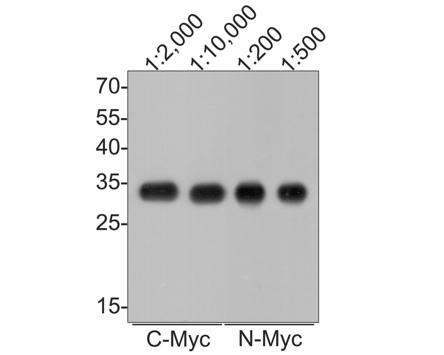 Epitope Tag Antibody Sampler Kit
