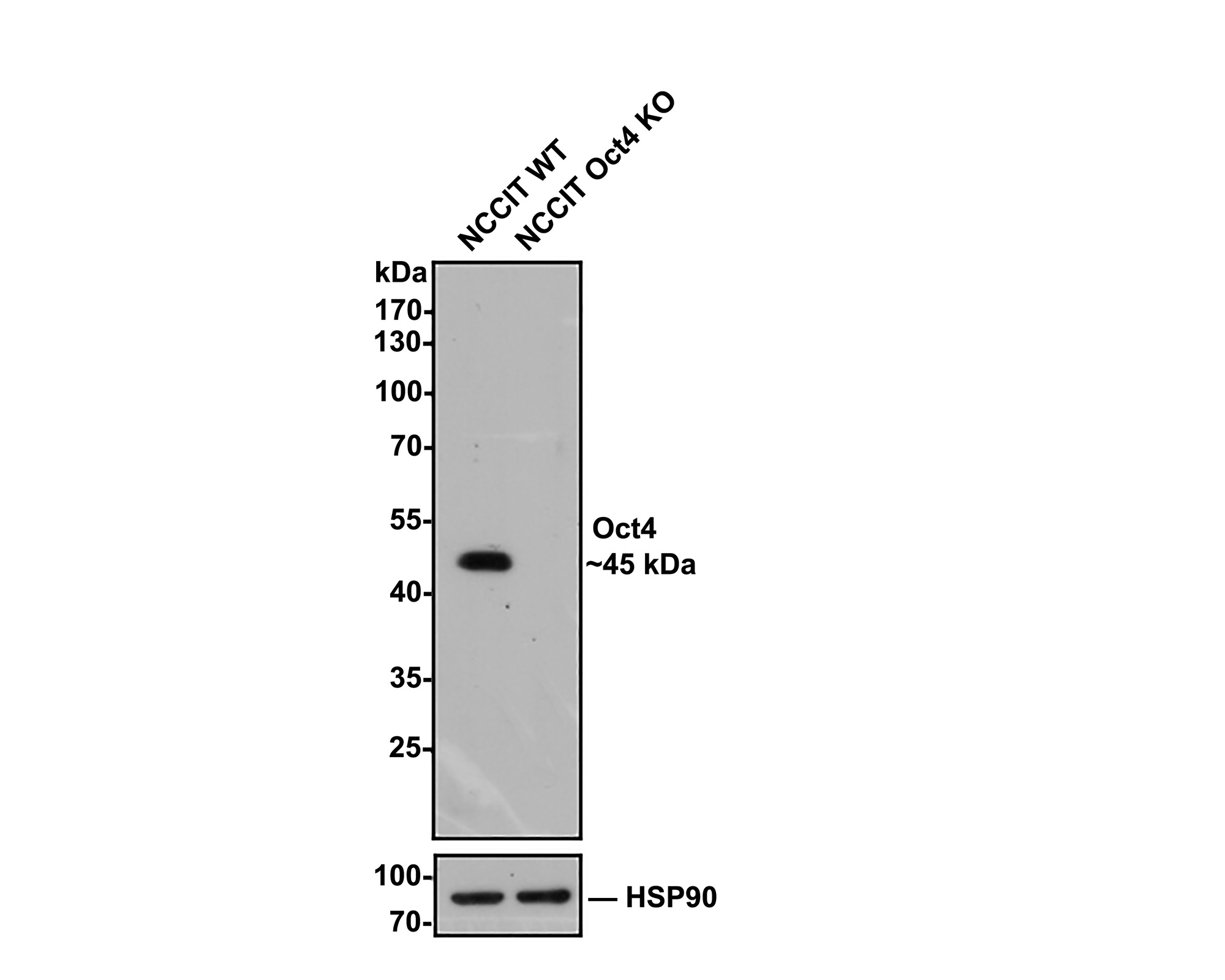 iPS Cell Reprogramming Antibody Kit