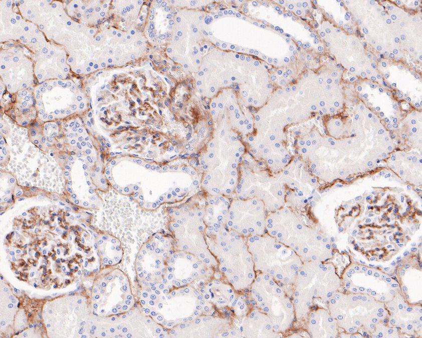 Mesenchymal Stromal Cell Marker Antibody Sampler Kit
