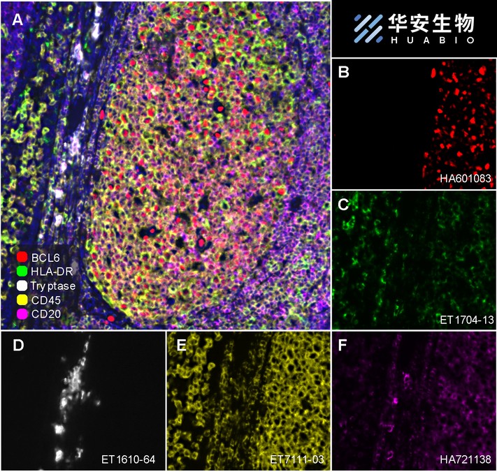 Mesenchymal Stromal Cell Marker Antibody Sampler Kit