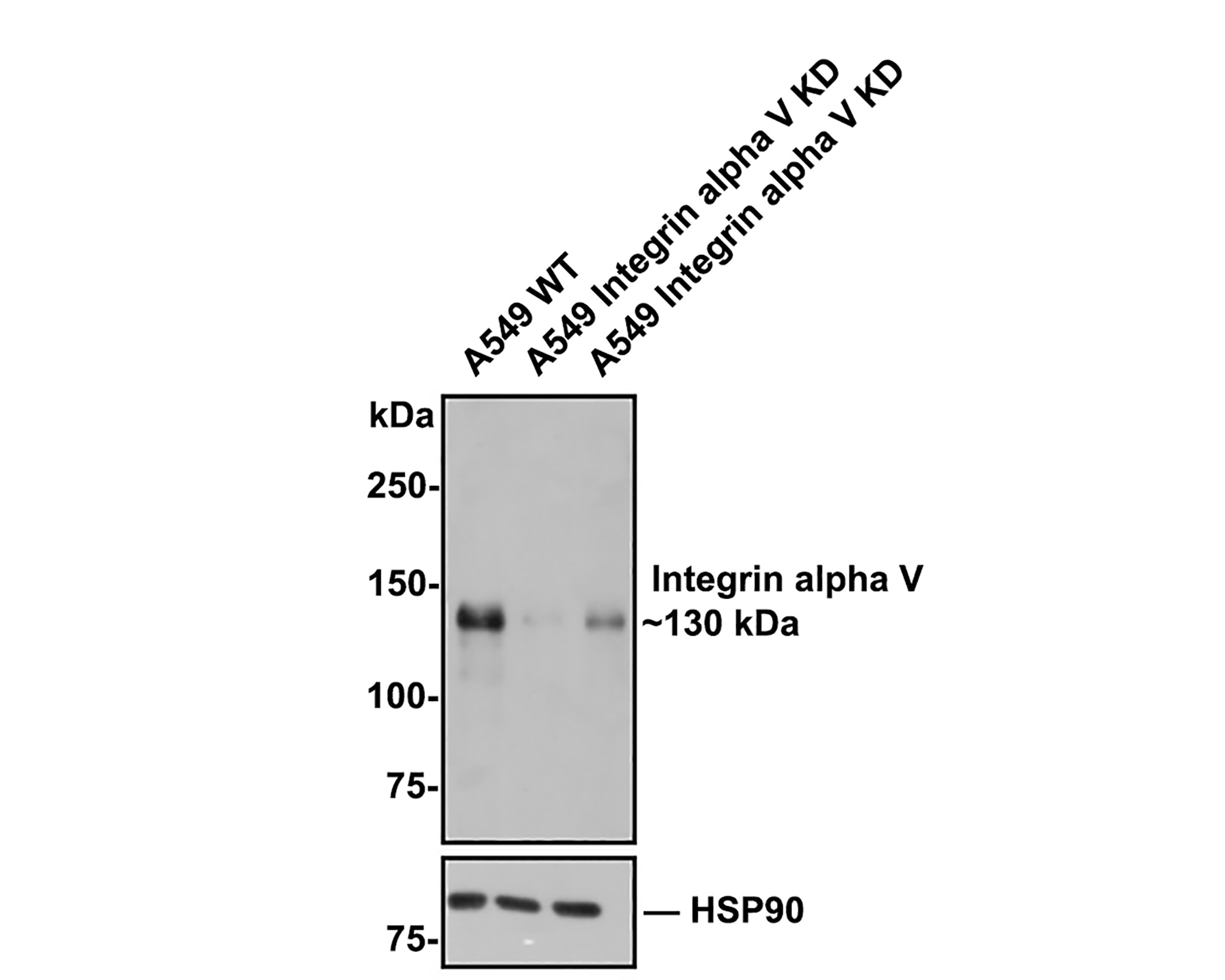 Integrin Antibody Sampler Kit