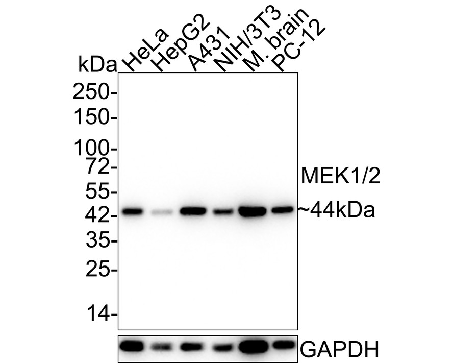 Cell Fractionation Antibody Sampler Kit