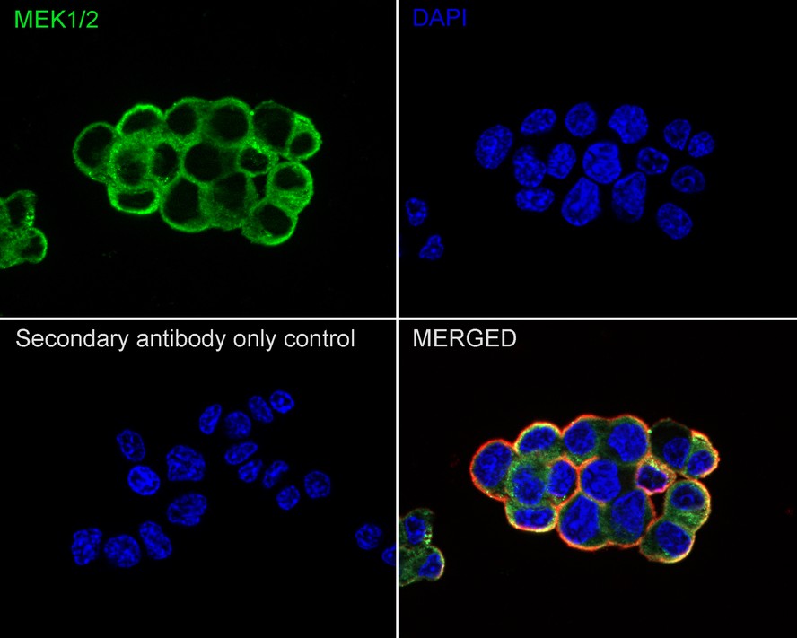 Cell Fractionation Antibody Sampler Kit