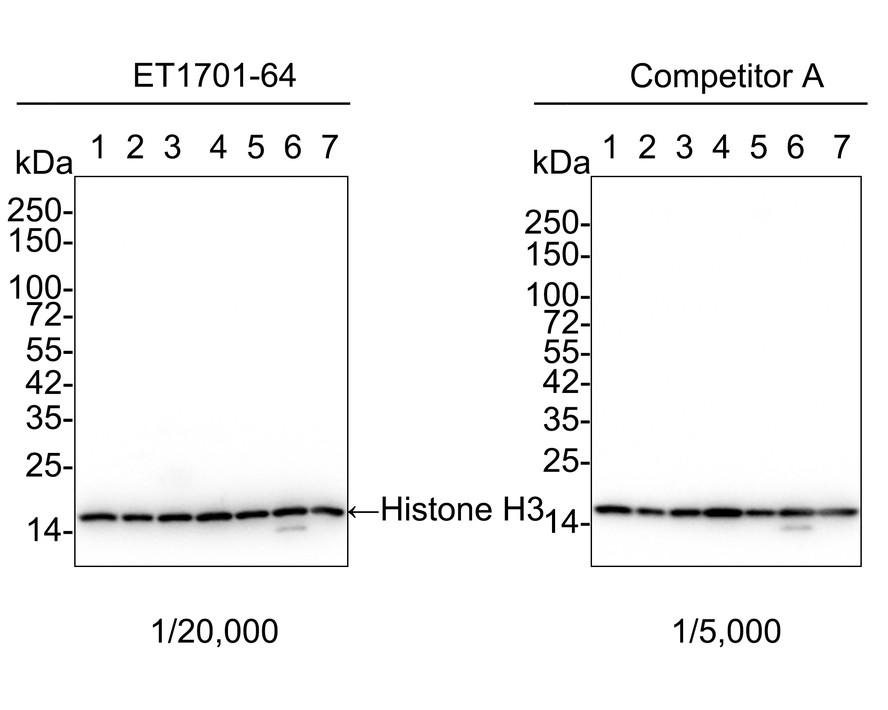 Cell Fractionation Antibody Sampler Kit