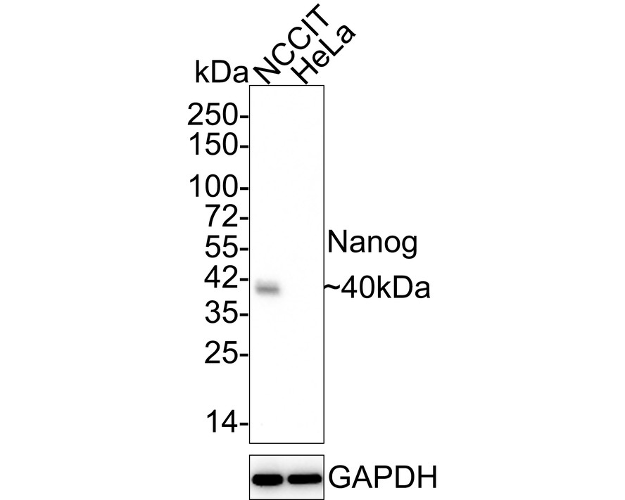 Pluripotency Transcription Factor Antibody Kit