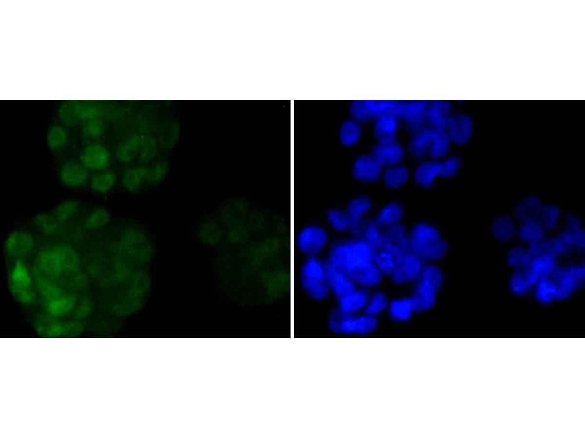 Pluripotency Transcription Factor Antibody Kit