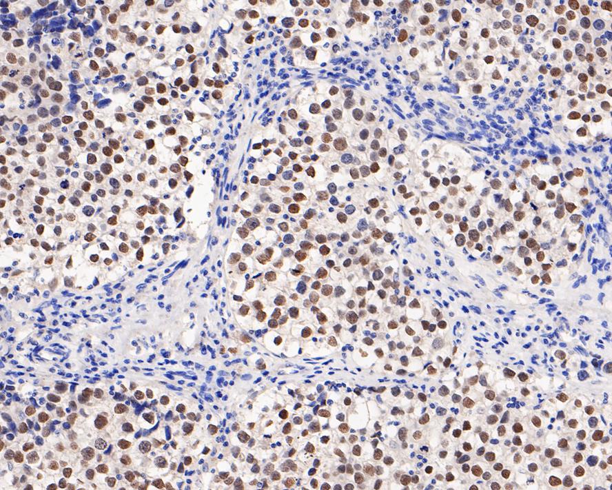 Pluripotency Transcription Factor Antibody Kit