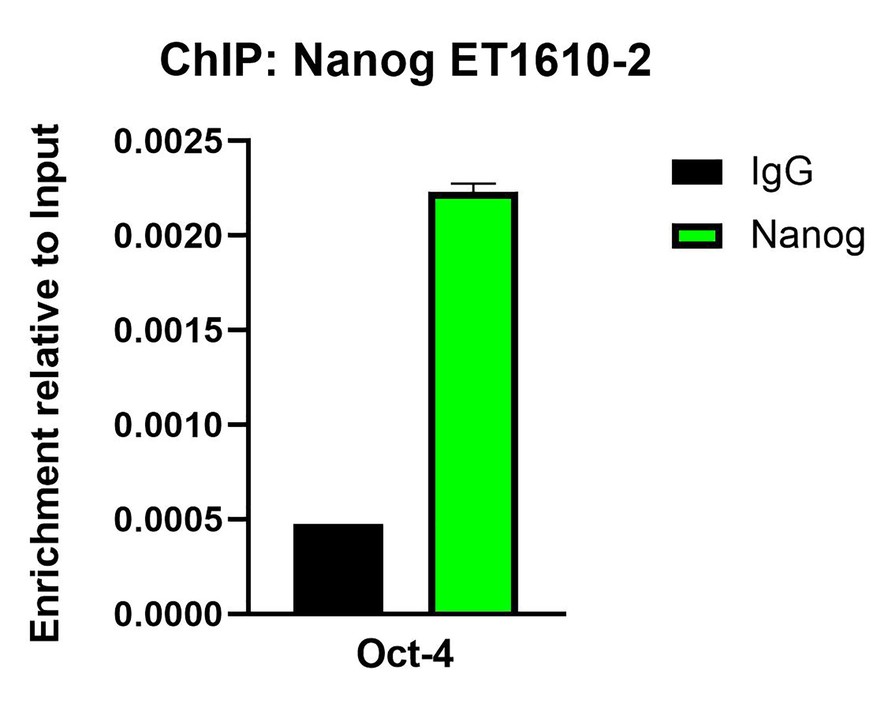 Pluripotency Transcription Factor Antibody Kit