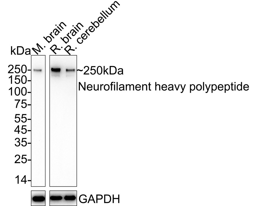 Neurofilament Antibody Sampler Kit