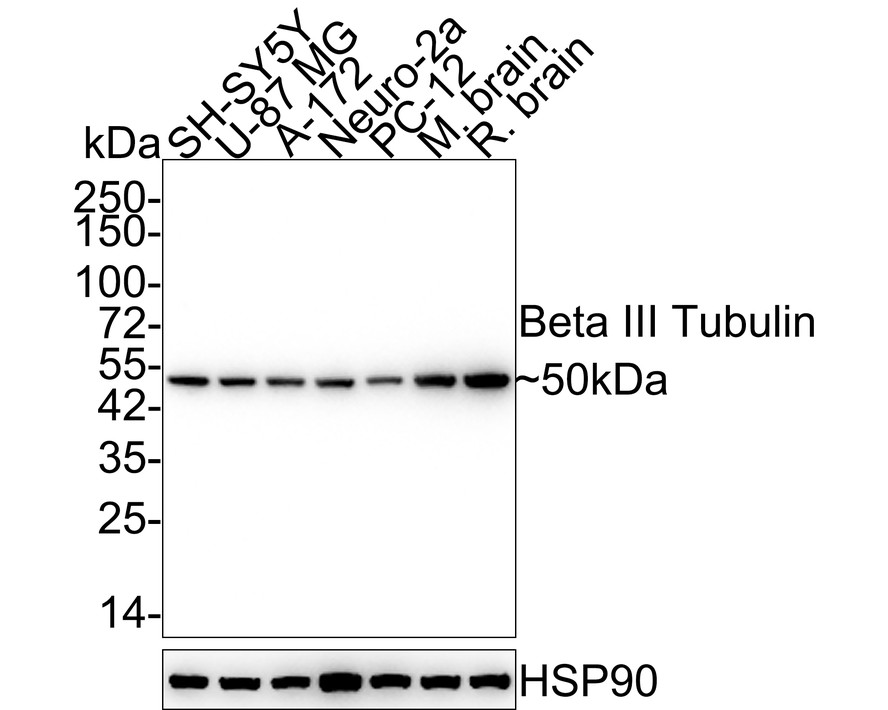 Western blot analysis of Beta III Tubulin on different lysates with Mouse anti-Beta III Tubulin antibody (<a href="/products/M0805-8" style="font-weight: bold;text-decoration: underline;">M0805-8</a>) at 1/2,000 dilution.<br /><br />Lane 1: SH-SY5Y cell lysate<br />Lane 2: U-87 MG cell lysate<br />Lane 3: A-172 cell lysate<br />Lane 4: Neuro-2a cell lysate<br />Lane 5: PC-12 cell lysate<br />Lane 6: Mouse brain tissue lysate<br />Lane 7: Rat brain tissue lysate<br /><br />Lysates/proteins at 10 µg/Lane.<br /><br />Predicted band size: 50 kDa<br />Observed band size: 50 kDa<br /><br />Exposure time: 11 seconds;<br /><br />4-20% SDS-PAGE gel.<br /><br />Proteins were transferred to a PVDF membrane and blocked with 5% NFDM/TBST for 1 hour at room temperature. The primary antibody (<a href="/products/M0805-8" style="font-weight: bold;text-decoration: underline;">M0805-8</a>) at 1/2,000 dilution was used in 5% NFDM/TBST at 4℃ overnight. Goat Anti-Mouse IgG - HRP Secondary Antibody (<a href="/products/HA1006" style="font-weight: bold;text-decoration: underline;">HA1006</a>) at 1/50,000 dilution was used for 1 hour at room temperature.